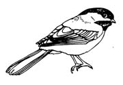 bird02-309