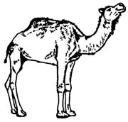 camel-204