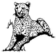 cheetah-208