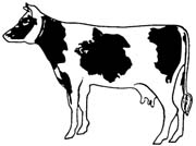 cow-014