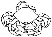 crab-042