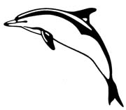 dolphin2-223