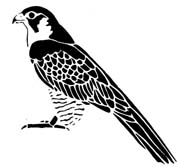 falcon-229