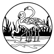 flamingo-293