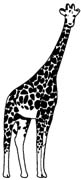 giraffe-037