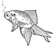 goldfish-040