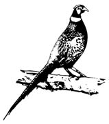 pheasant-231