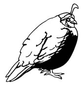 quail-307