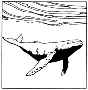 whale-045