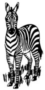 zebra-022