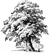 oak tree-1