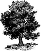 oak tree-2