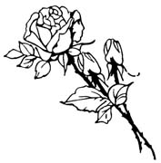 rose-01